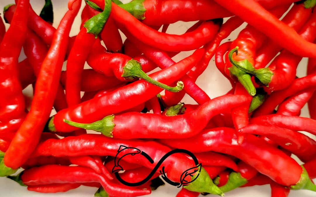 Harissa maison au piment de Cayenne et à la Tagète Passion