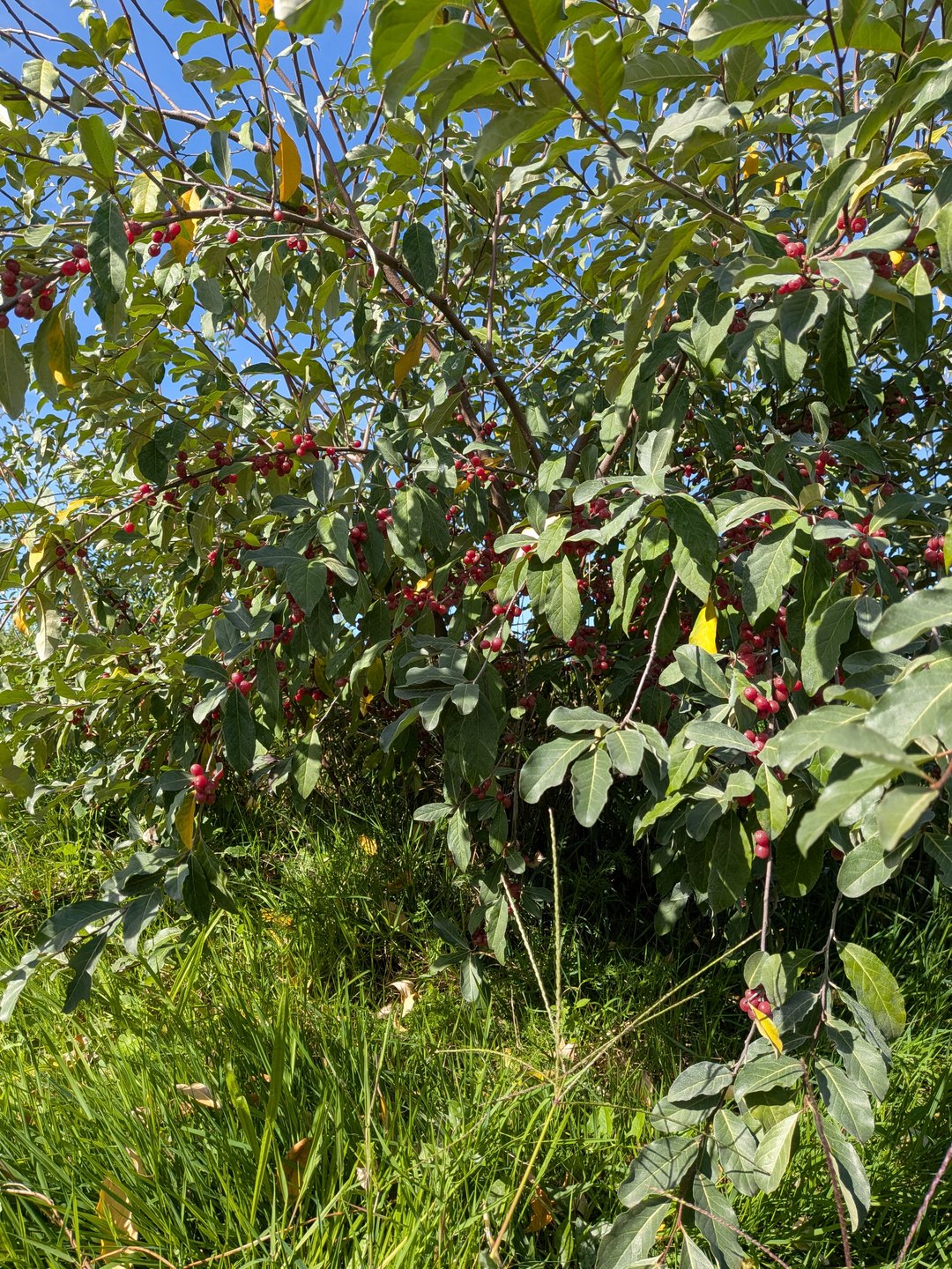 Chalef d'automne chargé de petites baies rouges dans le verger de la ferme à Saint-Astier