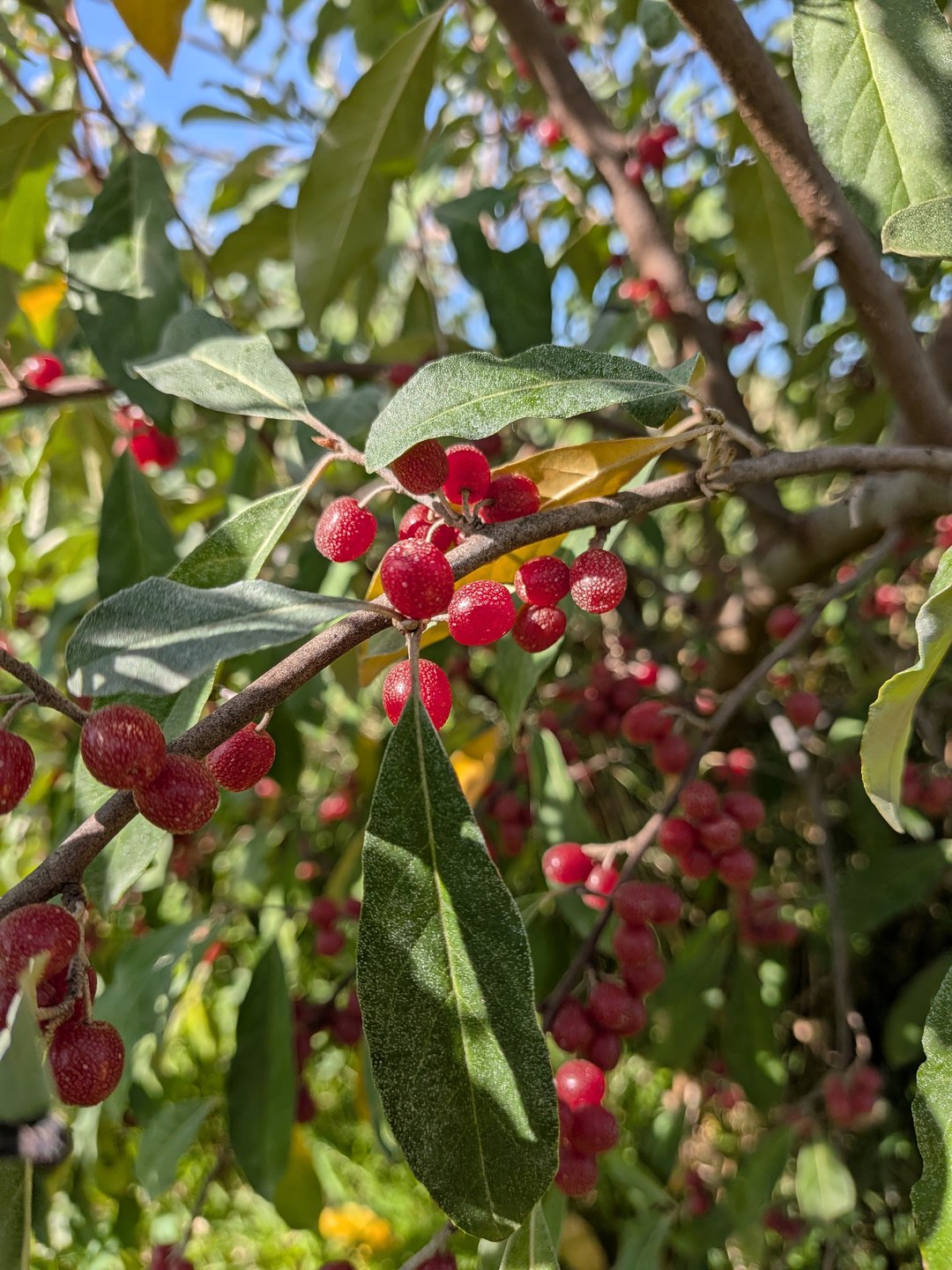 Grappe de baies rouges de chalef d'automne sur un rameau, aux feuilles vert-gris argentées