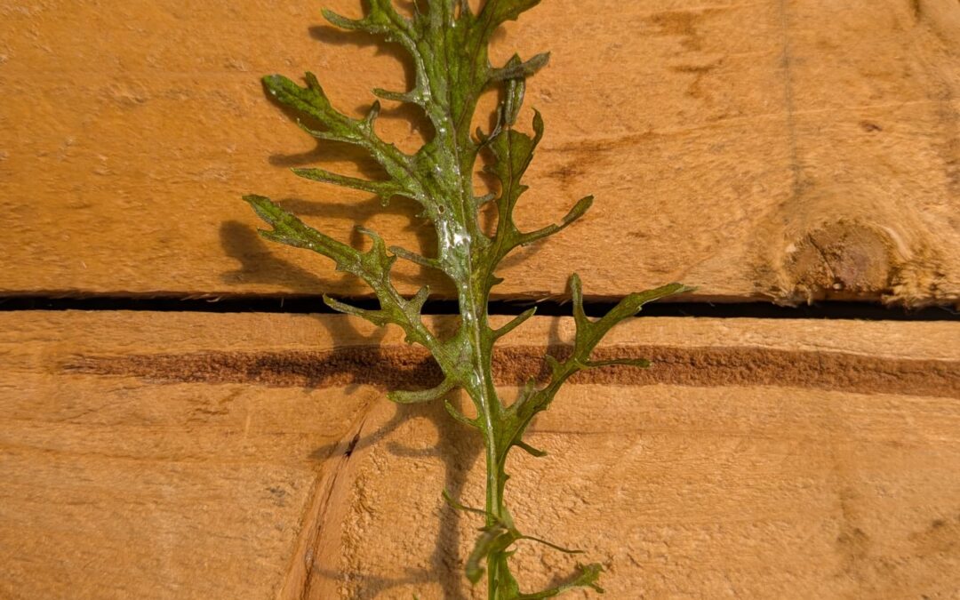 jeune pousse issue des cultures aquaponiques de Nature et Saveurs