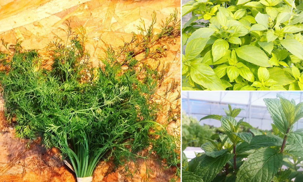 Herbes, aromatiques et PPAM