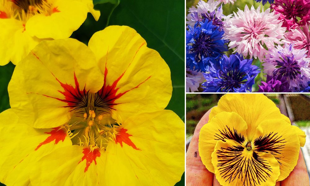 Les fleurs comestibles