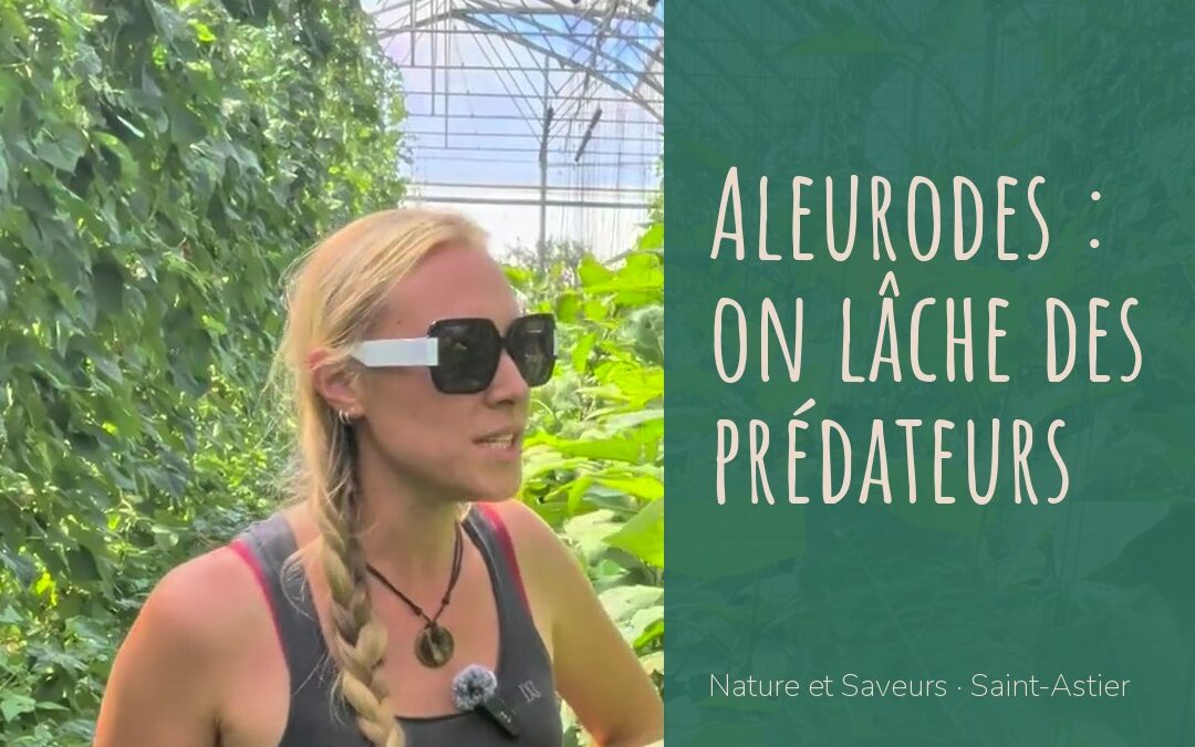 Clémentine, productrice à Saint-Astier, présente les acariens Swirskii contre les aleurodes sous serre