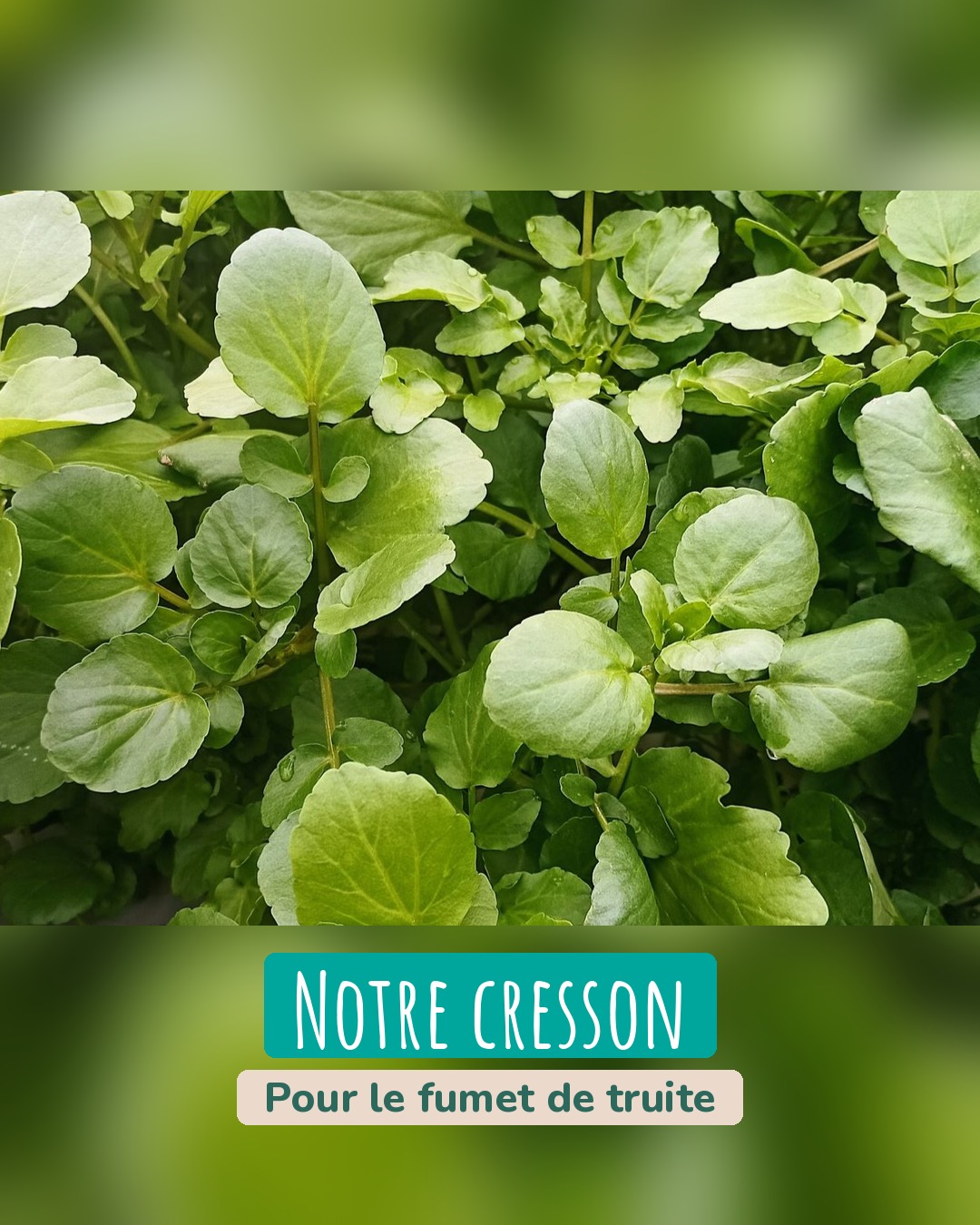 Gros plan de feuilles rondes de cresson de fontaine