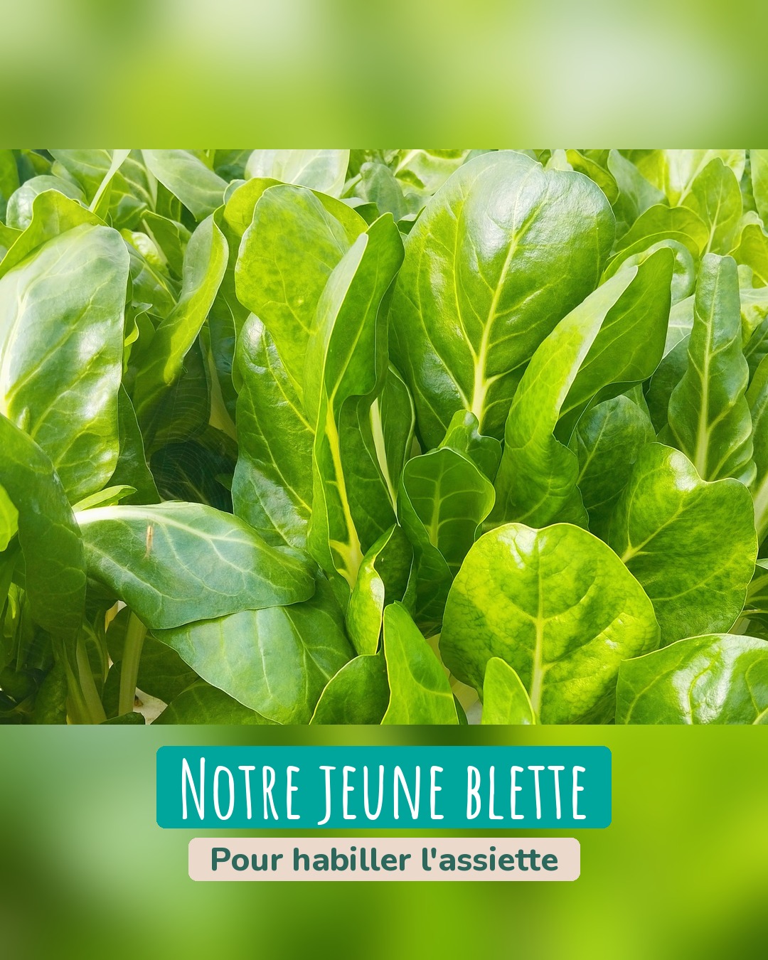 Gros plan de feuilles de jeune blette vert vif
