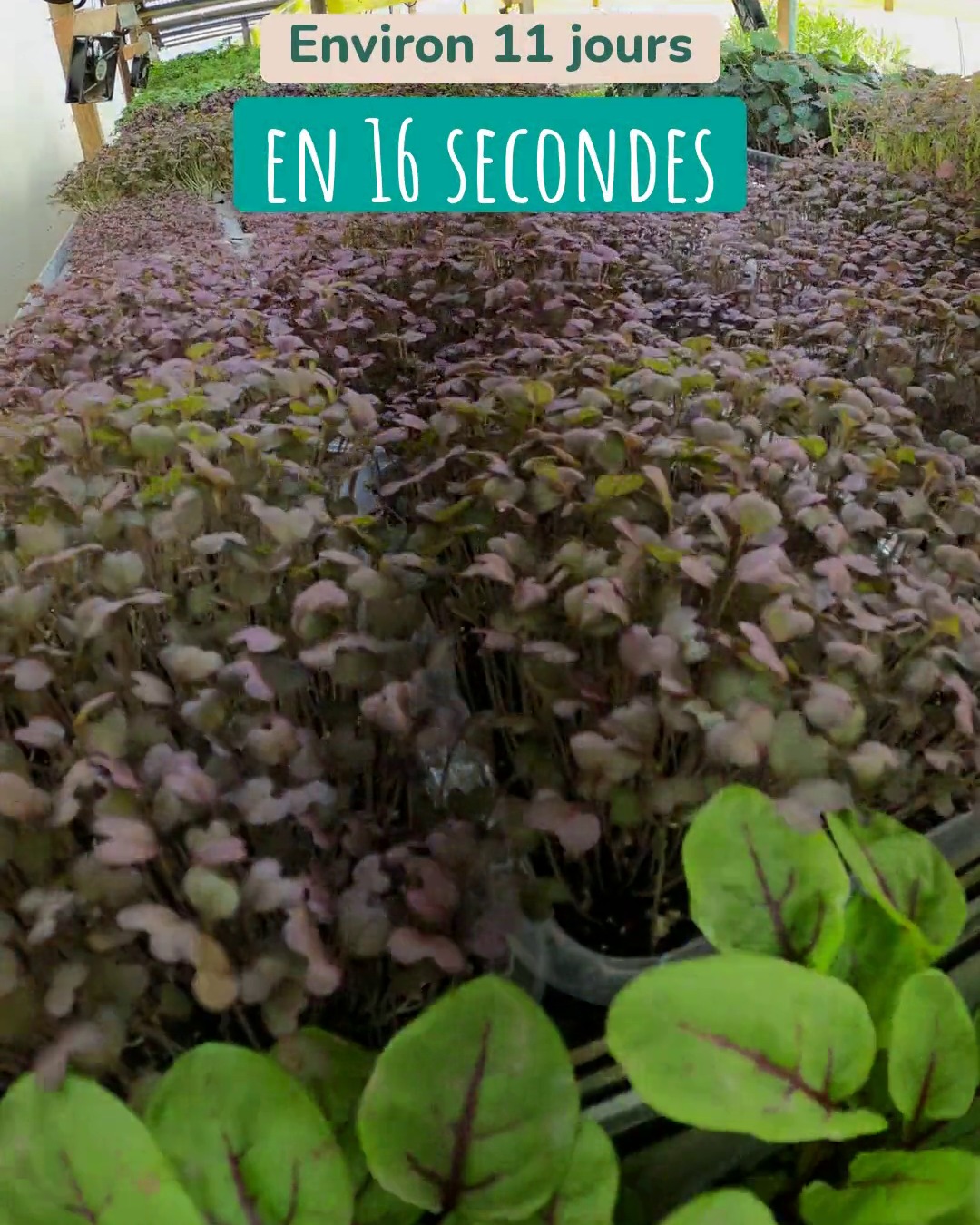 Moutarde Red Lace en micropousse au 11e jour de pousse, feuilles dentelées violettes, avec la mention Environ 11 jours en 16 secondes