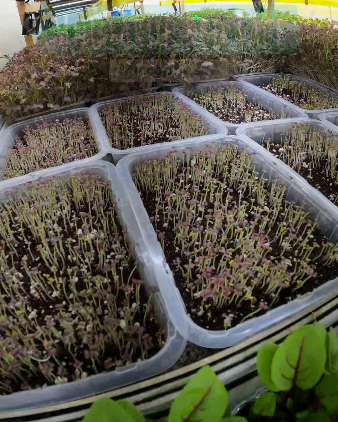Plateaux de moutarde Red Lace en début de pousse, graines levées, sous les lampes de la ferme