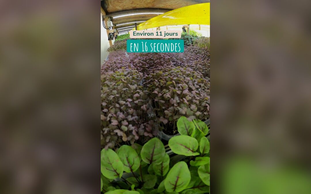 Moutarde Red Lace en micropousse : 11 jours de pousse en 16 secondes